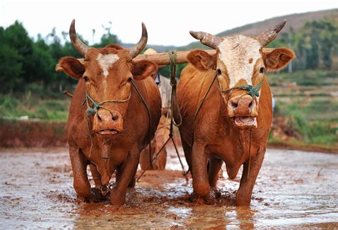 Are Ox Farm Animals